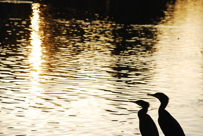 Silhouette duck swimming in lake