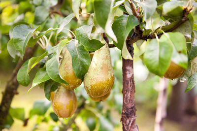 Close-up of fruits on tree