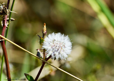 Close-up of insect on plant