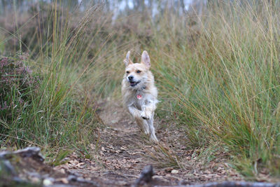 Dog running through grass
