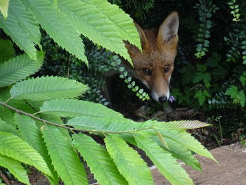 Close-up of a fox in green leaves