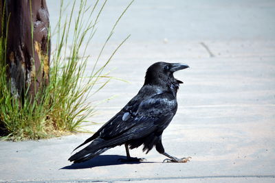 Close-up of a bird