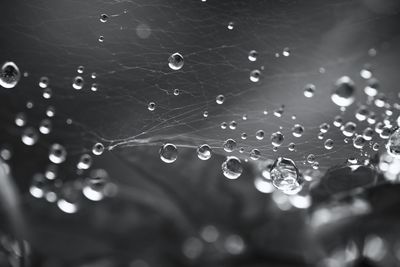 Close-up of water drops on spider web