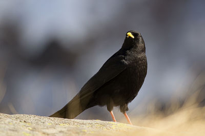 Portrait of crow perching