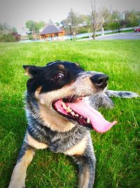 Dog on grassy field