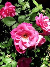 Close-up of pink flowers blooming outdoors