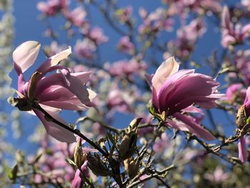 Close-up of pink cherry blossoms in spring