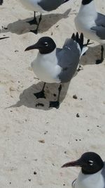 High angle view of birds on sand