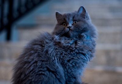 Close-up portrait of cat