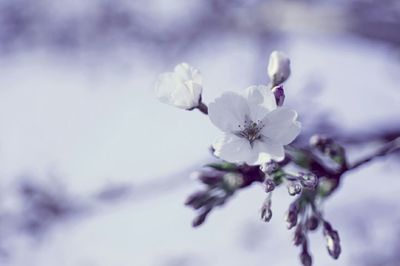 Close-up of white flowers