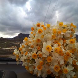 Close-up of yellow flowers against sky