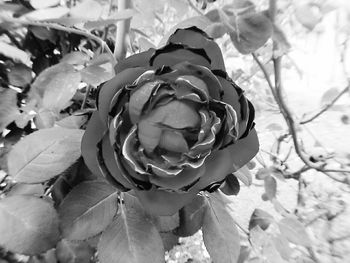 Close-up of rose