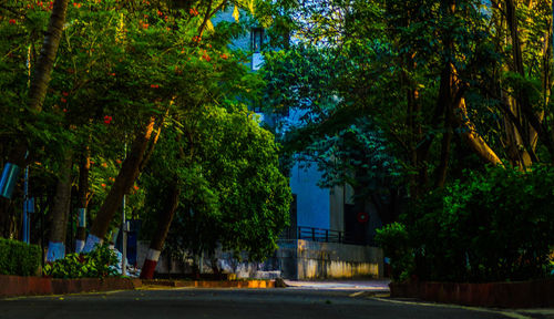 Illuminated trees by building at night