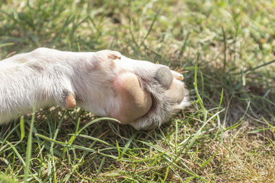 High angle view of a dog on field