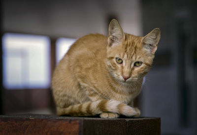 Portrait of cat sitting at home