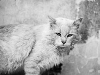 Close-up portrait of cat