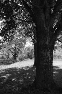 Trees on landscape