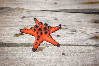 Close-up of starfish on table