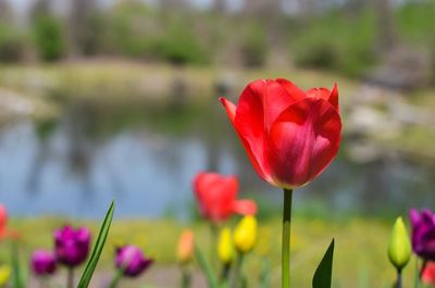 Close-up of red flowers blooming in field