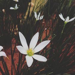 Close-up of white flower