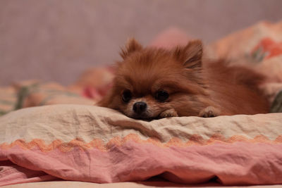 Close-up of dog relaxing on bed at home