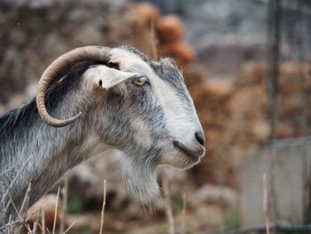 Close-up of goat on field