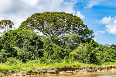 Trees on landscape against sky