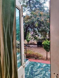 Trees by swimming pool seen through window