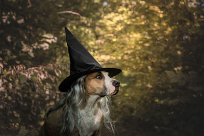 Portrait of dog in the forest witch hat  looking away