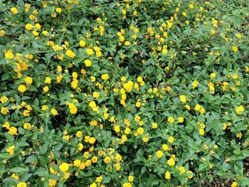 Full frame shot of yellow flowers blooming in field