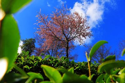 Low angle view of flower tree against blue sky