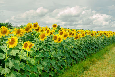 Yellow flowering plants on field against cloudy sky