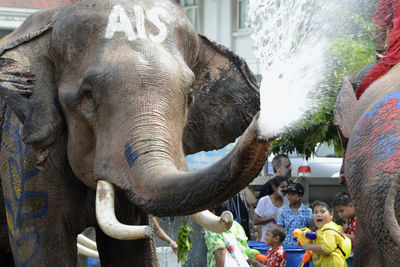 Water splashing from trunk of decorated elephant
