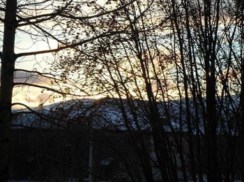 Low angle view of silhouette bare trees against sky