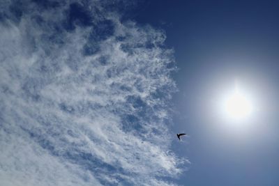 Low angle view of bird flying in sky