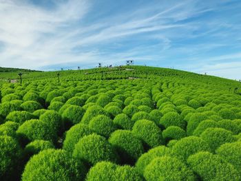 Plants against sky