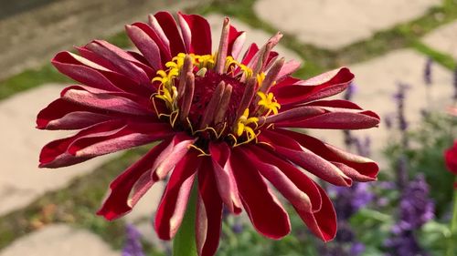 Close-up of red flower blooming outdoors