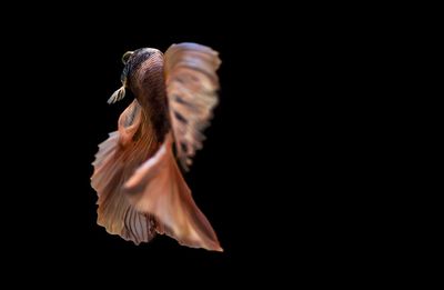 Close-up of a bird flying over black background