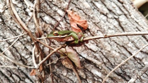 Close-up of grasshopper on tree