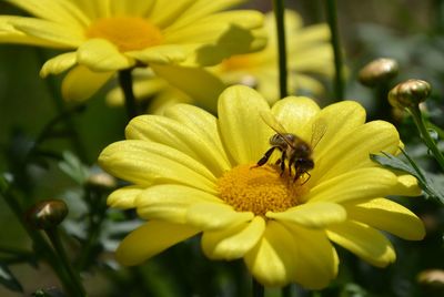 Close-up of insect on yellow flower