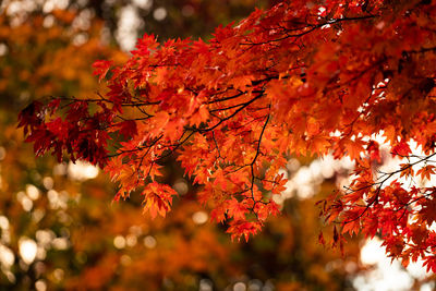 Close-up of maple leaves on tree