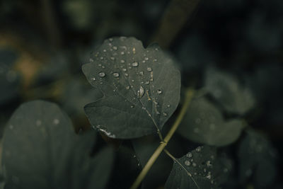 Close-up of raindrops on leaves