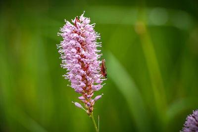 Close-up of purple flowering plant