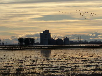 Flock of birds flying in sky