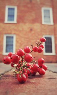 Close-up of red berries