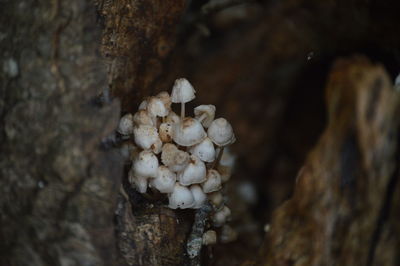 Close-up of mushrooms growing on tree trunk