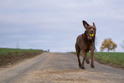 Portrait of dog on road running 