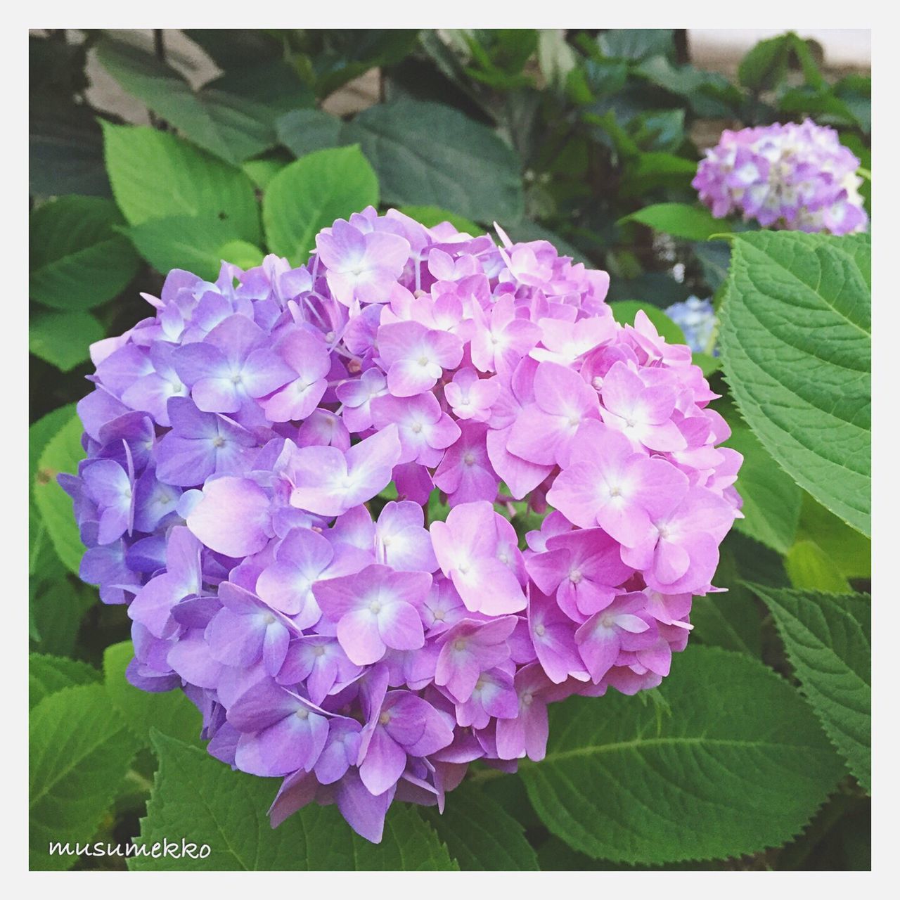 CLOSE-UP OF PURPLE FLOWERS BLOOMING OUTDOORS