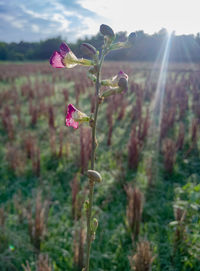 Close-up of poppy flowers on field