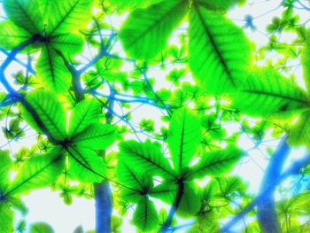 Low angle view of leaves